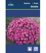Астра Anneke кустов /2