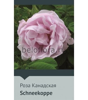 Роза корнесобств. Schneekoppe 90-100см(непрерыв)