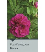 Роза корнесобств. Hansa 150-200см (непрер)ругоза
