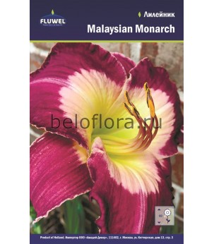 Лилейник Malaysian Monarch /1