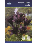 Лилия Landini азиат. 10/12 /5