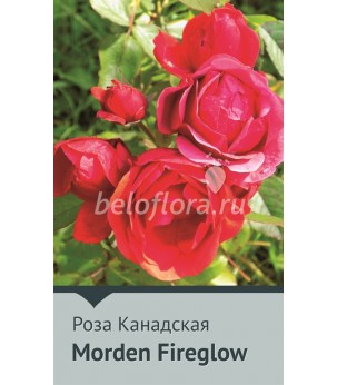 Роза корнесобств. Morden Fireglow 80-100см(повт.)