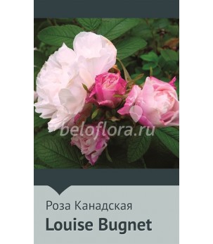 Роза корнесобств. Louise Bugnet 100-150 (повтор)