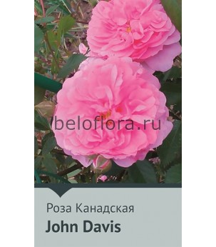 Роза корнесобств. John Davis 200-250 (непрерыв)