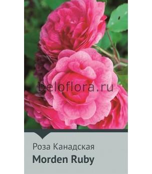 Роза корнесобств. Morden Ruby 100-120см(повтор.)