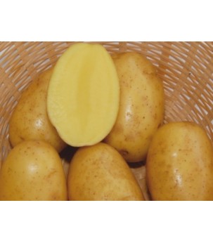 Картофель Вега 1кг