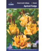 Лилия apricot fudge азиат. 12/14 /3