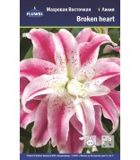 Лилия broken heart вост. махр. 12/14 /3