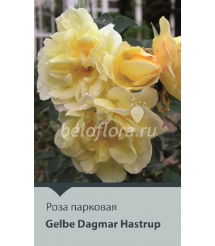 Роза корнесобств. Dagmar Hastrup 100-150 (повтор)