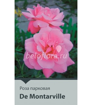 Роза корнесобств. De Montarville 80-100 (непрерыв)