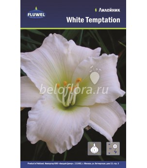 Лилейник White Temptation /1