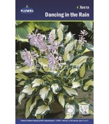 Хоста Dancing in the Rain /1