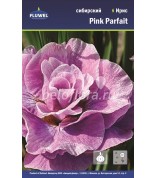 Ирис сибирский Pink Parfait /1