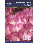 Колхикум Безвременник The Giant осенний 18/20 /1
