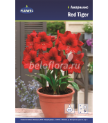 Амариллис Red Tiger 24/26 /1