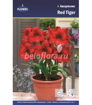 Амариллис Red Tiger 24/26 /1
