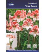 Амариллис Table Dance 24/26 /1