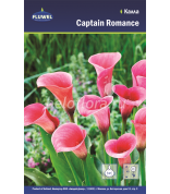Калла Captain Romance 14+ /1