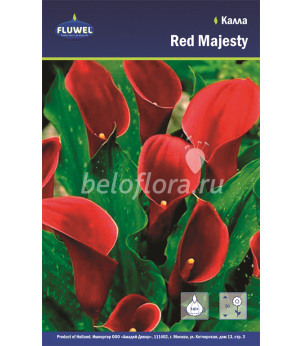Калла Red Majesty 14+ /1
