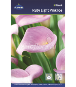 Калла Ruby Light Pink Ice 14+ /1