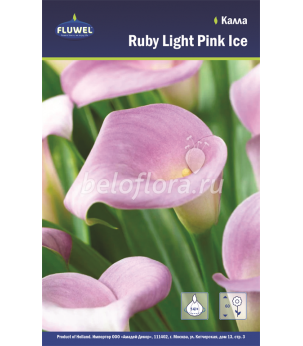 Калла Ruby Light Pink Ice 14+ /1