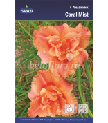 Лилейник Coral Mist /1