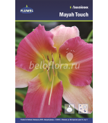 Лилейник Mayah Touch /1
