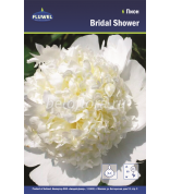 Пион Bridal Shower /1