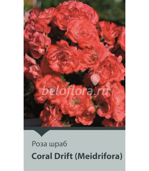 Роза корнесобств. Coral Drift