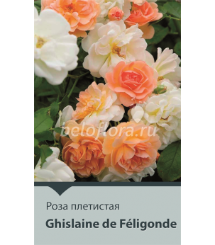 Роза корнесобств. Ghislaine de Feligonde