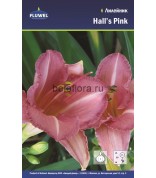 Лилейник Hall's Pink /1