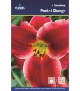 Лилейник Pocket Change /1