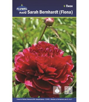 Пион Red Sarah Bernhardt (Fiona) /1