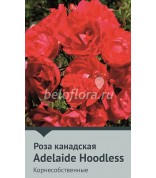Роза корнесобств. Adelaide Hoodless