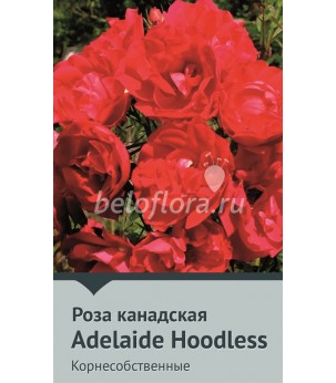 Роза корнесобств. Adelaide Hoodless