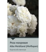 Роза корнесобств. Alba Meidiland (Meiflopan)