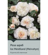 Роза корнесобств. Ice Meidiland (Meivahyn)