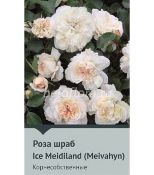 Роза корнесобств. Ice Meidiland (Meivahyn)