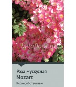 Роза корнесобств. Mozart (H)