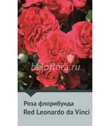 Роза прививка. Red Leonardo da Vinci
