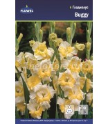 Гладиолус Buggy 12-14 /7