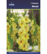 Гладиолус Maxial 12-14 /7