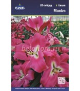 Лилия Macizo ОТ-гибрид 12/14 /5