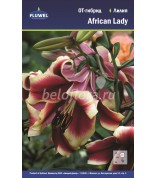 Лилия African Lady 12/14 ОТ /5