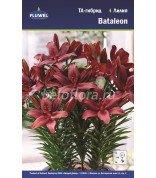 Лилия Bataleon 10/12 ТА /7