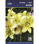 Лилия Belville 12/14 ОТ /5