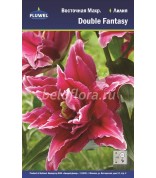 Лилия Double Fantasy 12/14 вост.махр. /3