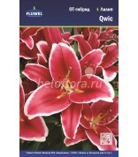 Лилия Qwic 12/14 ОТ /3