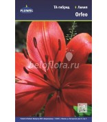 Лилия Orfeo 10/12 ТА /7