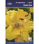 Лилия Exotic Sun 12/14 ОТ махр. /3